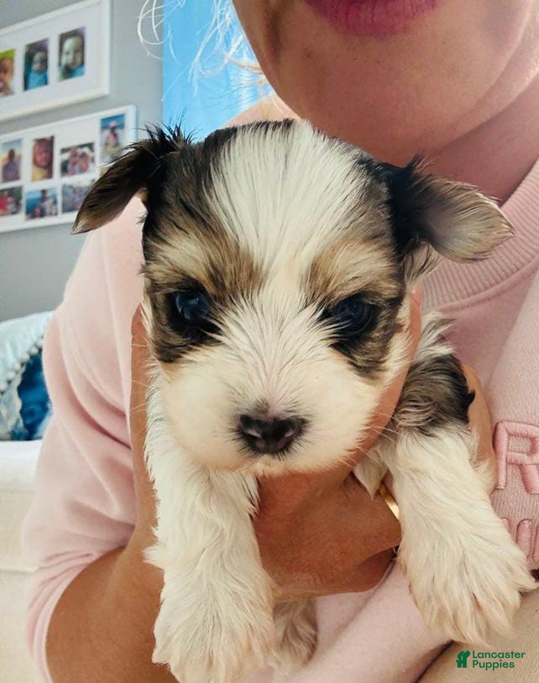 Yorkshire Terrier dogs for sale: Bruno - Image 6