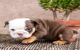 English Bulldog dogs for sale: Bridget - Image 1