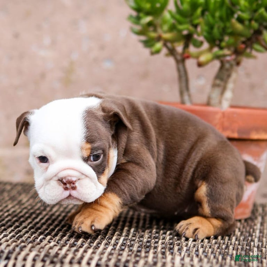 English Bulldog dogs for sale: Bridget - Image 1