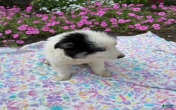 Pomsky dogs for sale: Dottie - Image 3
