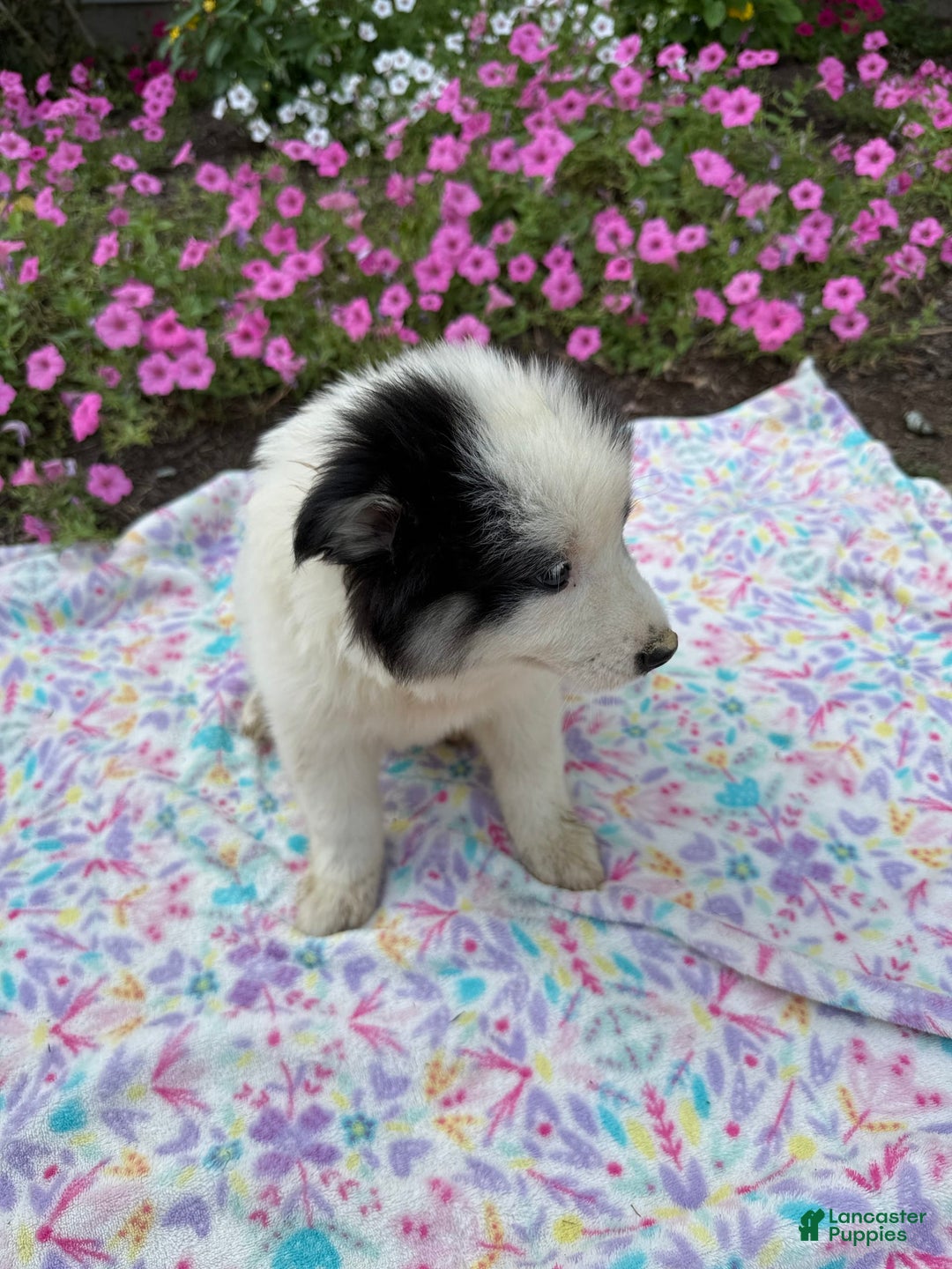 Pomsky dogs for sale: Dottie - Image 3
