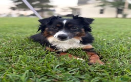 Aussiedoodle dogs for sale: Richie - Image 17