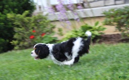 Cavalier King Charles Spaniel dogs for sale: Amigo - Image 13