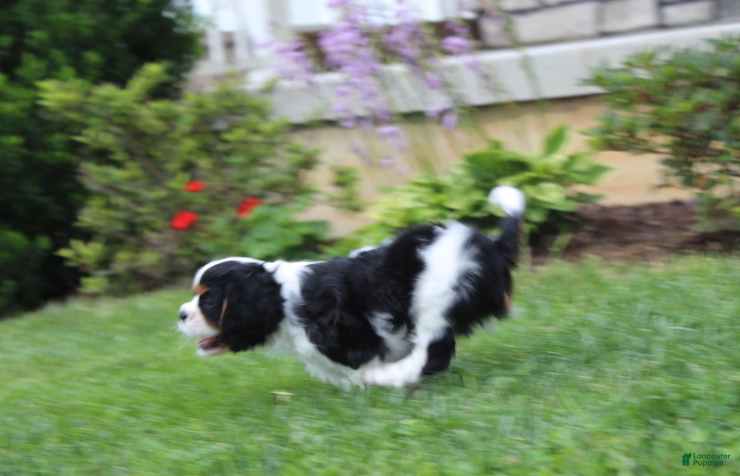 Cavalier King Charles Spaniel dogs for sale: Amigo - Image 13