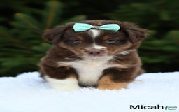 Miniature Australian Shepherd dogs for sale: Micah - Image 1