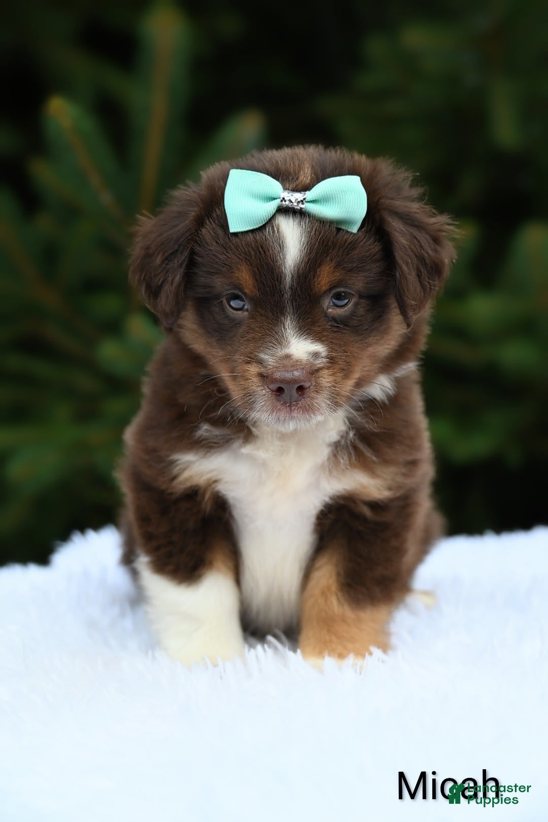 Miniature Australian Shepherd dogs for sale: Micah - Image 1