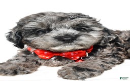 Cockapoo dogs for sale: Sonny - Image 7