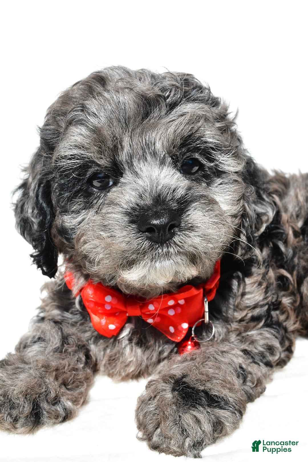 Cockapoo dogs for sale: Sonny - Image 7