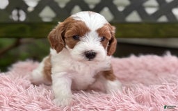 Cavapoo dogs for sale: Brady - Image 18