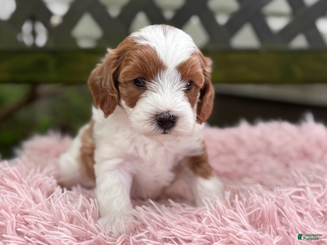 Cavapoo dogs for sale: Brady - Image 18