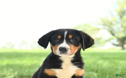 Greater Swiss Mountain Dog dogs for sale: Chip - Image 10