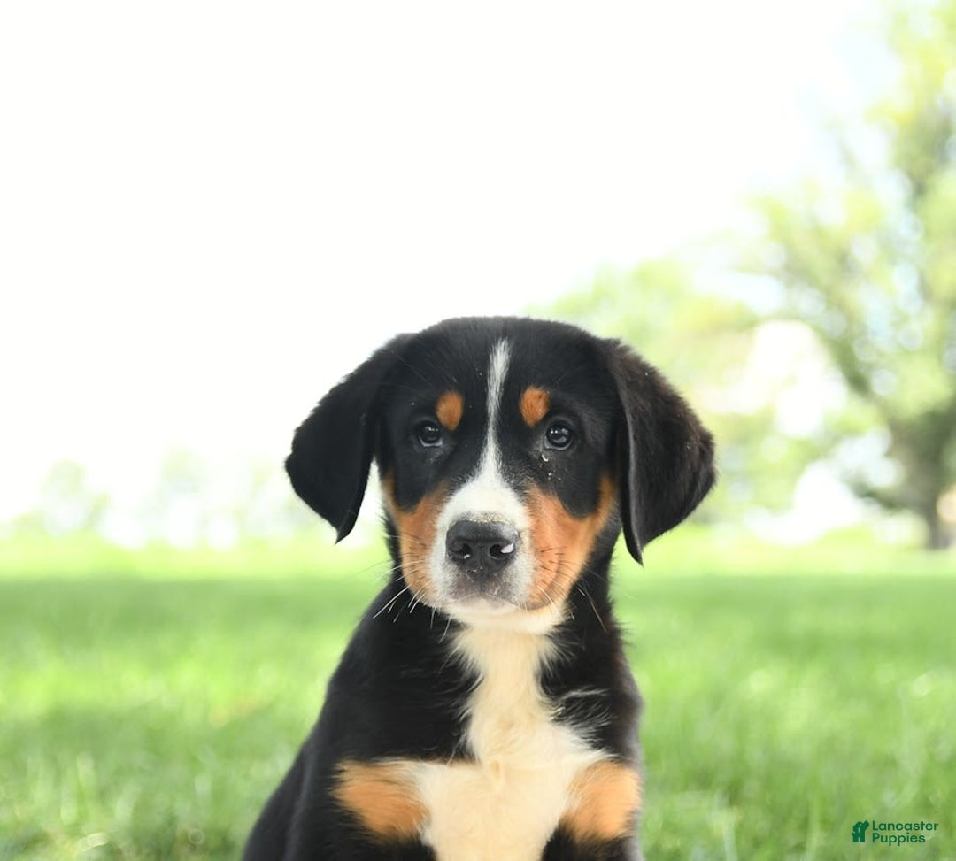 Greater Swiss Mountain Dog dogs for sale: Chip - Image 10