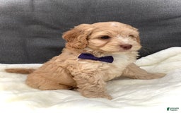 Cockapoo dogs for sale: Oliver - Image 4