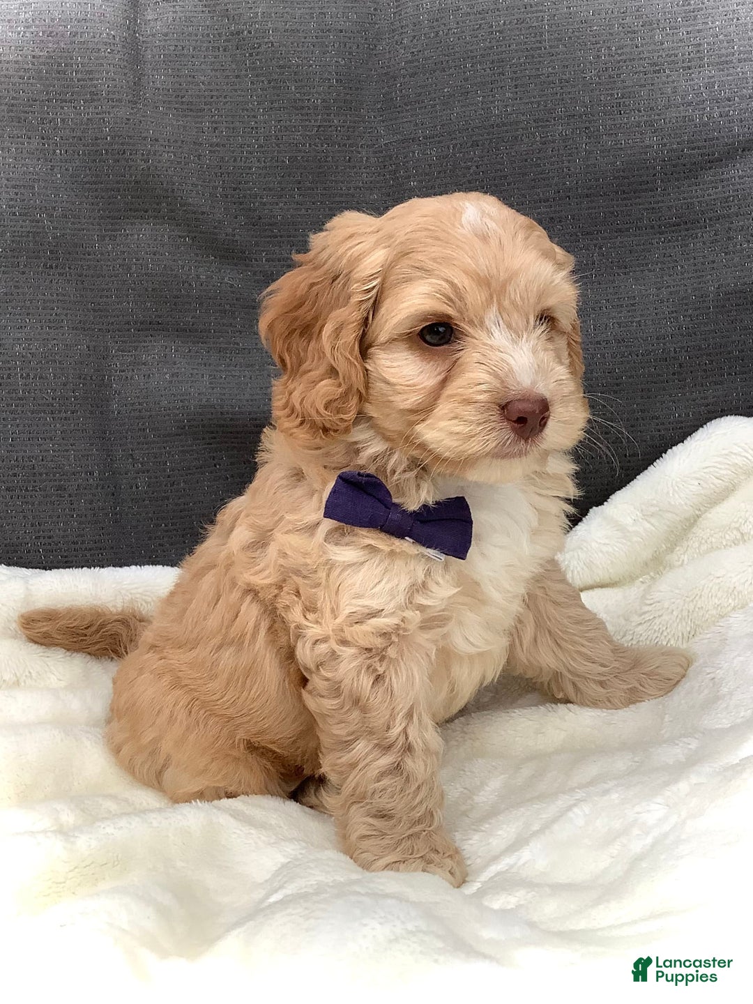 Cockapoo dogs for sale: Oliver - Image 4