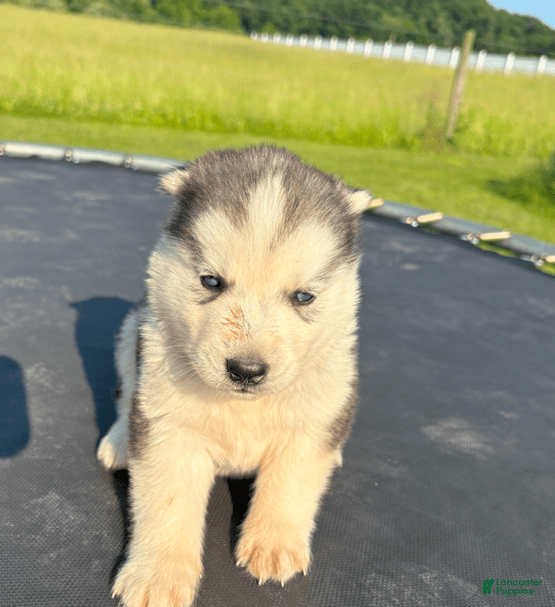 Siberian Husky dogs for sale: Toronto - Image 12