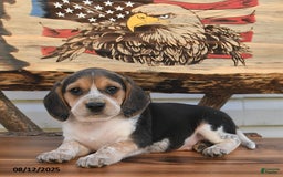 Beagle dogs for sale: Benny - Image 4