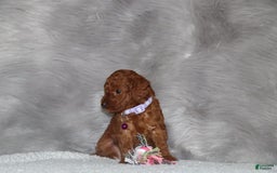 Mini Goldendoodle dogs for sale: Cami - Image 20