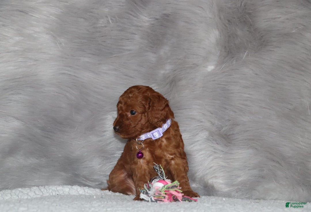 Mini Goldendoodle dogs for sale: Cami - Image 20