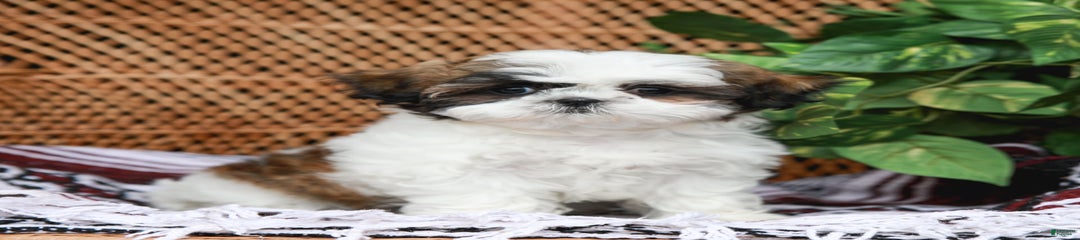 Eve