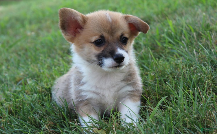 Welsh Corgi Pembroke dogs - Advert 36