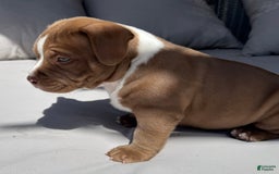 American Bully dogs for sale: Bailey - Image 6