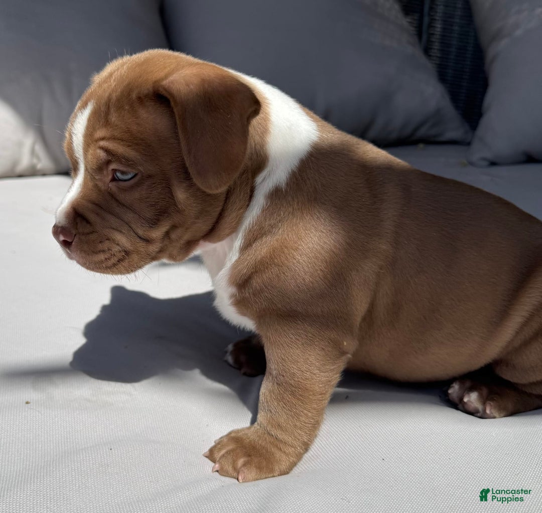 American Bully dogs for sale: Bailey - Image 6