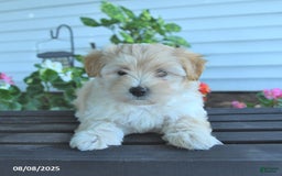 Maltipoo dogs for sale: Barbie - Image 3