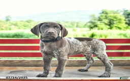 German Shorthaired Pointer dogs for sale: Rose - Image 4