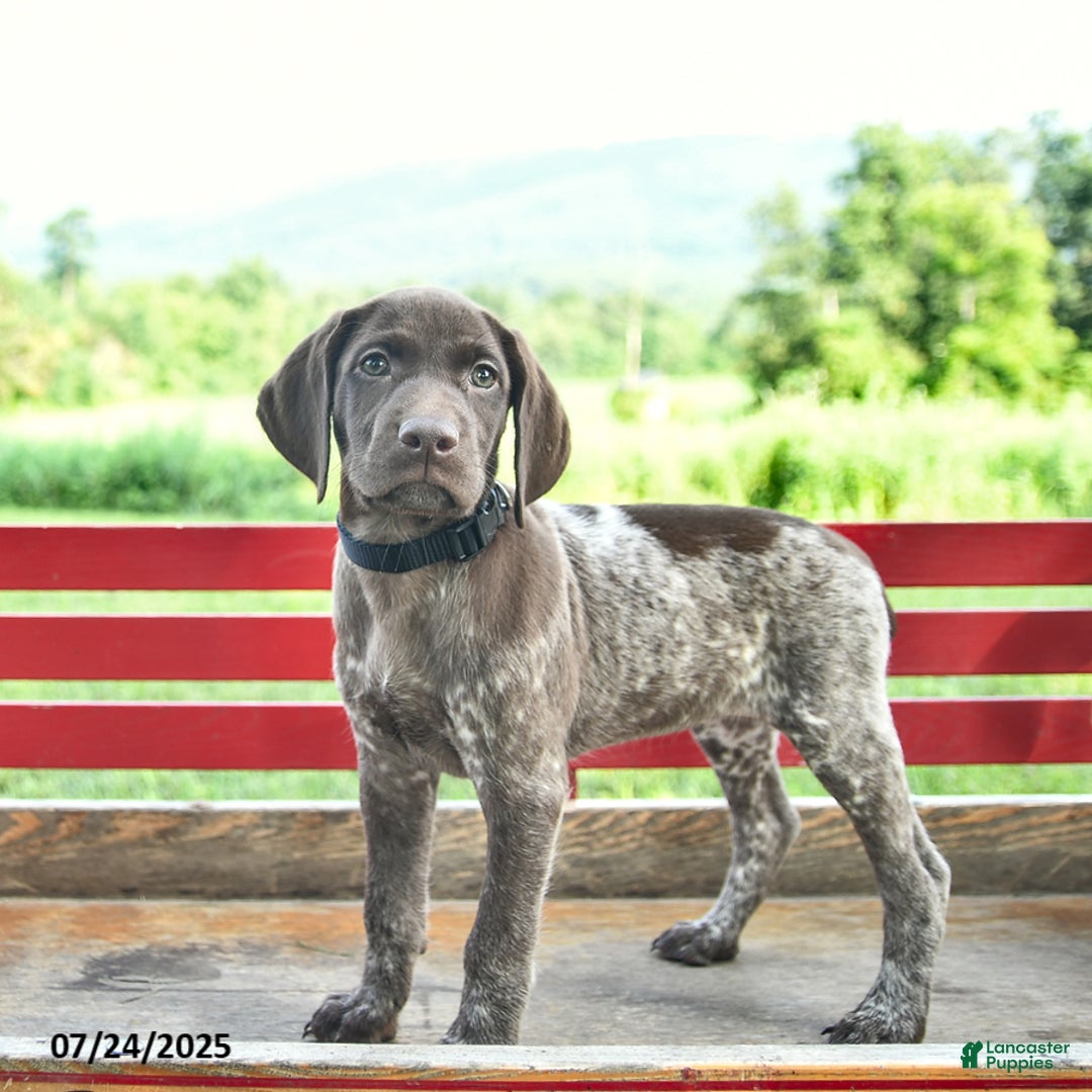 German Shorthaired Pointer dogs for sale: Rose - Image 4