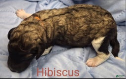 Labradoodle dogs for sale: Hibiscus - Image 1