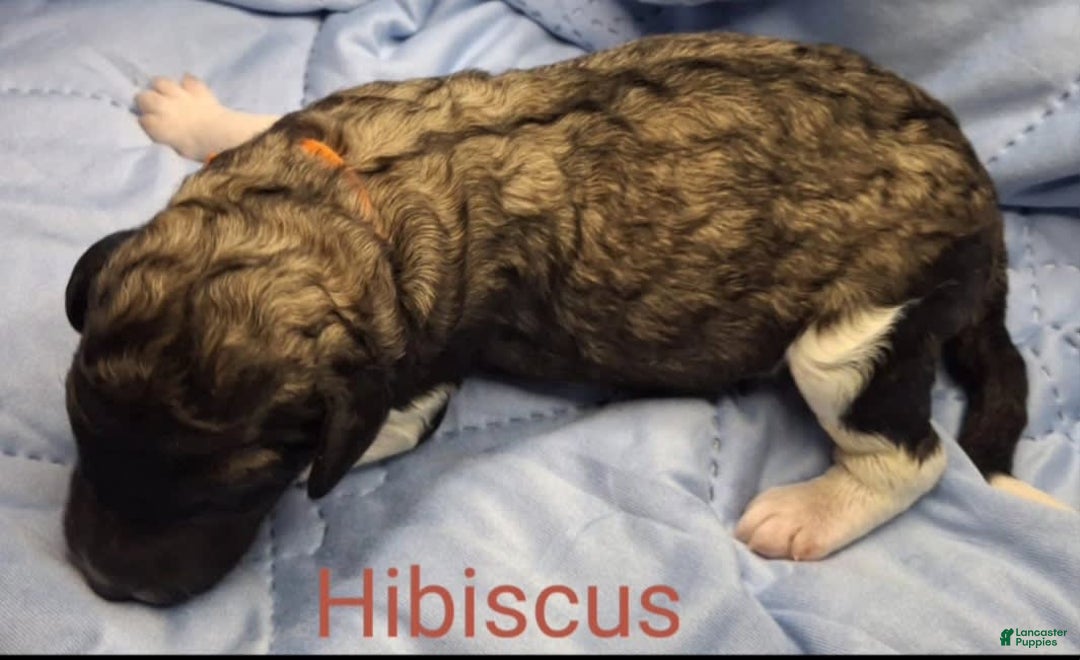 Labradoodle dogs for sale: Hibiscus - Image 1