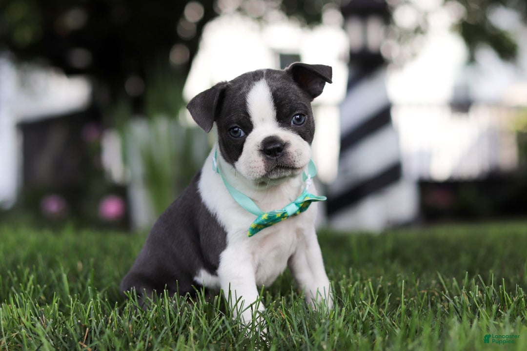 Boston Terrier dogs for sale: Steve - Image 6