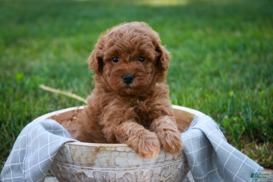 Miniature Poodle dogs for sale: Jackson - Image 1