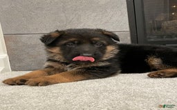 German Shepherd dogs for sale: 4 - Image 4