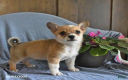 Welsh Corgi Pembroke dogs for sale: Cheddar - Image 1