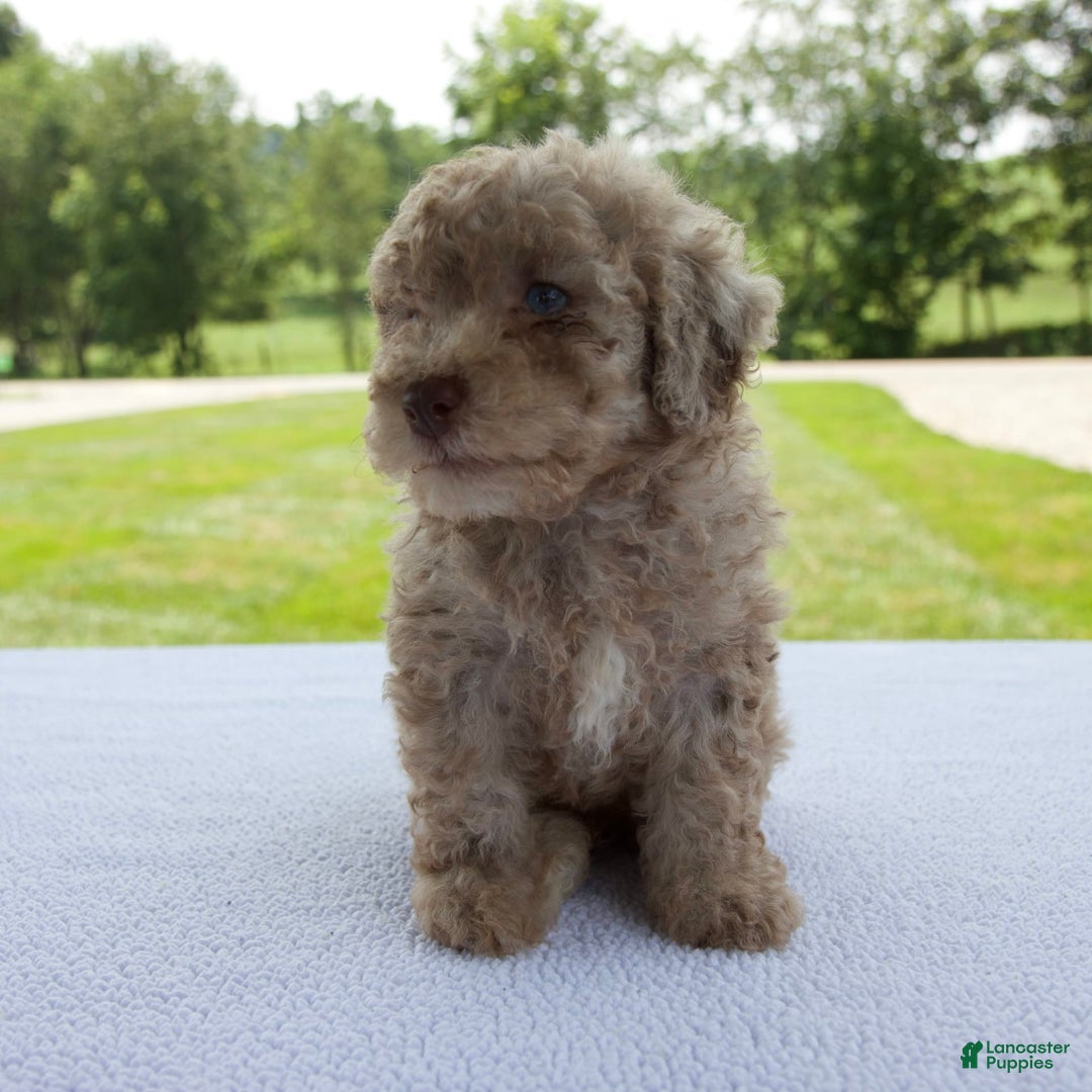 Miniature Poodle dogs for sale: Jackson - Image 7