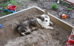 American Corgi dogs for sale: Belle - Image 4