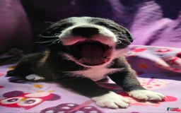 Border Collie dogs for sale: Coco - Image 15