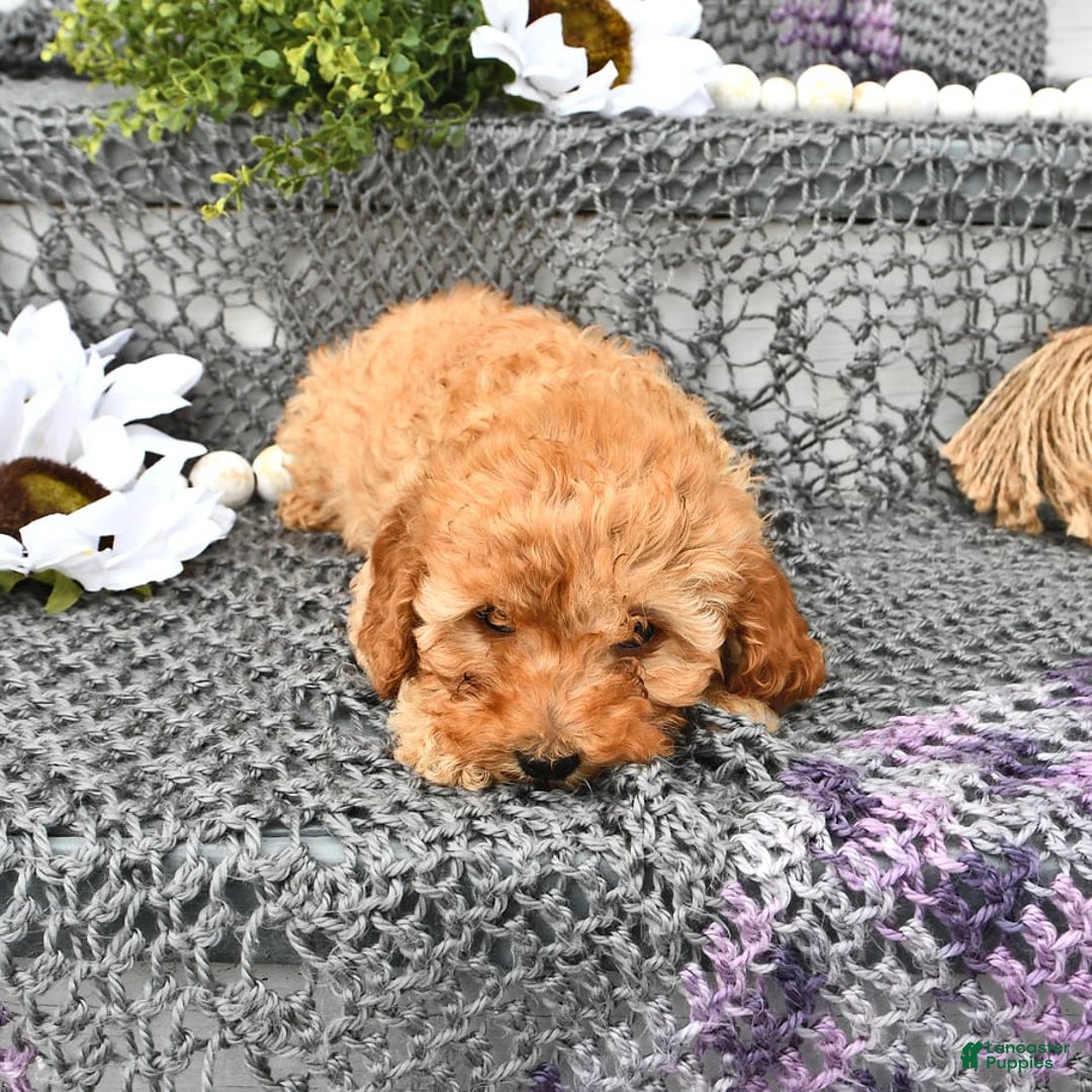 Cavapoo dogs for sale: Faith - Image 13