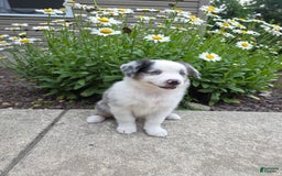 Miniature Australian Shepherd dogs for sale: Cyrus - Image 1