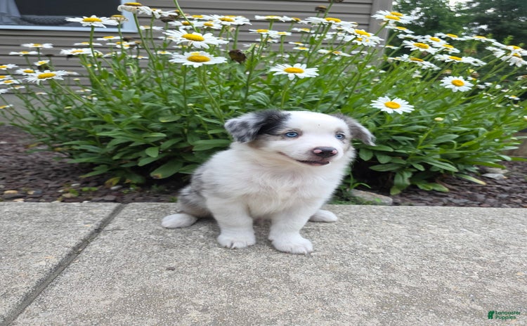 Miniature Australian Shepherd dogs for sale - Ad 1