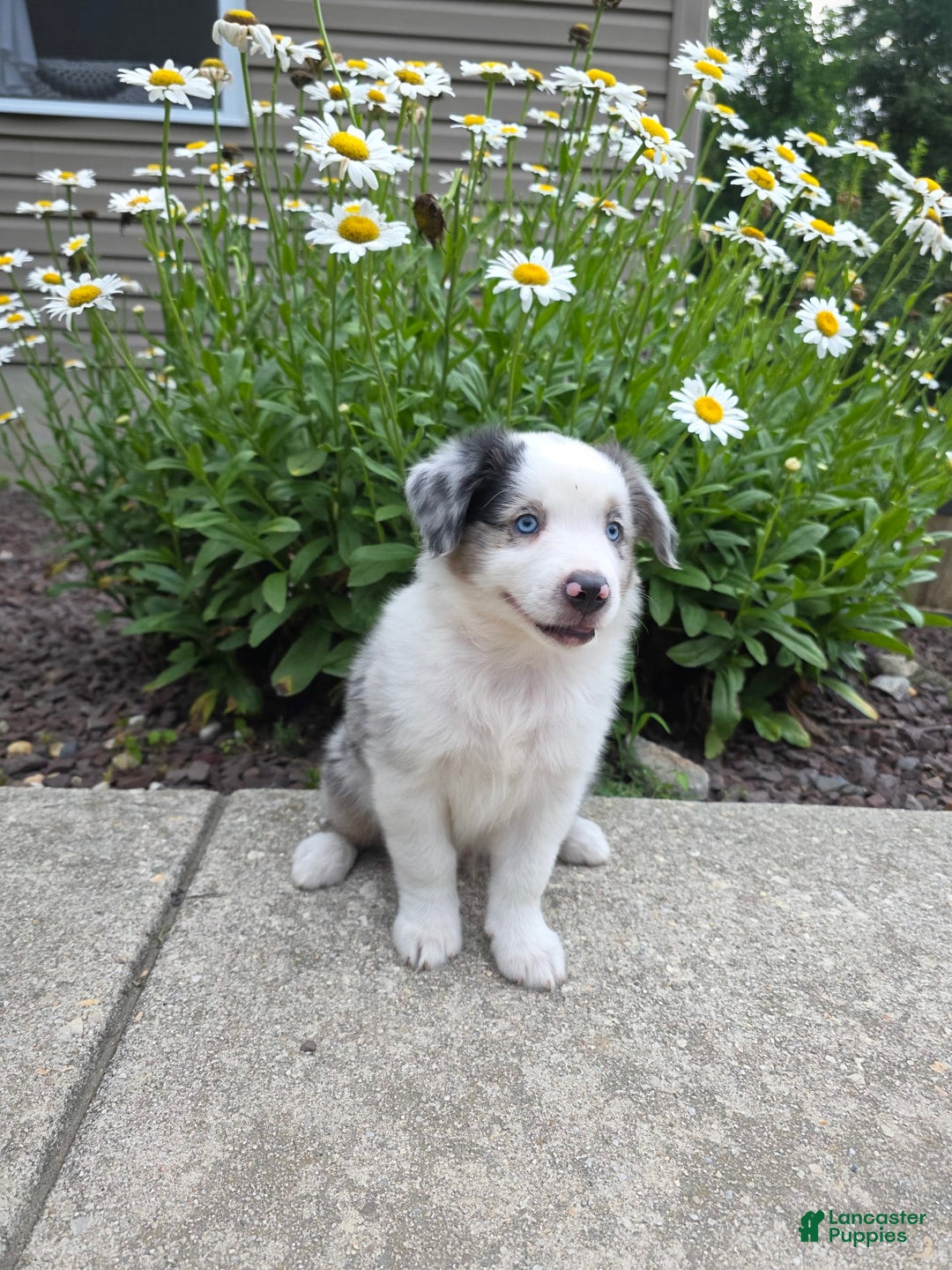 Miniature Australian Shepherd dogs for sale: Cyrus - Image 1