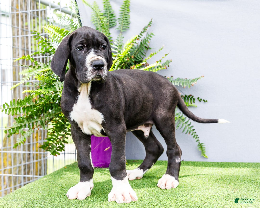 Great Dane dogs for sale: Trever - Image 16
