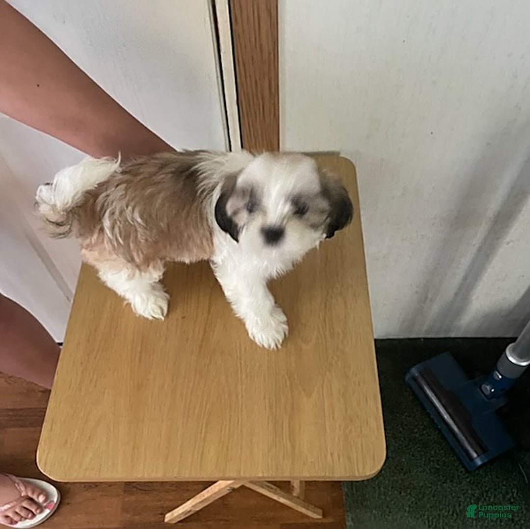 Shih Tzu dogs for sale: Bitty - Image 2
