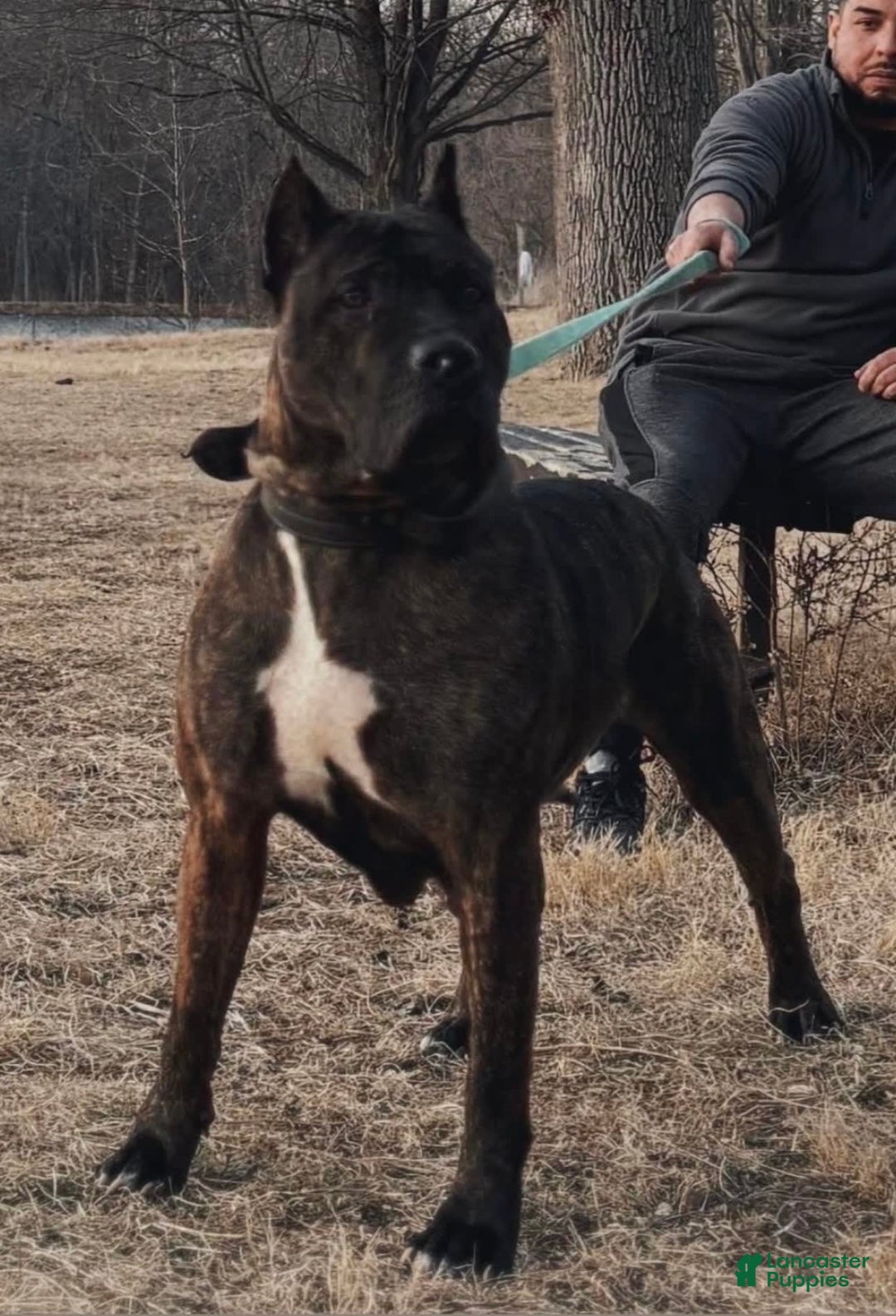 Presa Canario dogs for sale: White Boots - Image 6