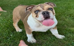 English Bulldog dogs for sale: Cathy - Image 1