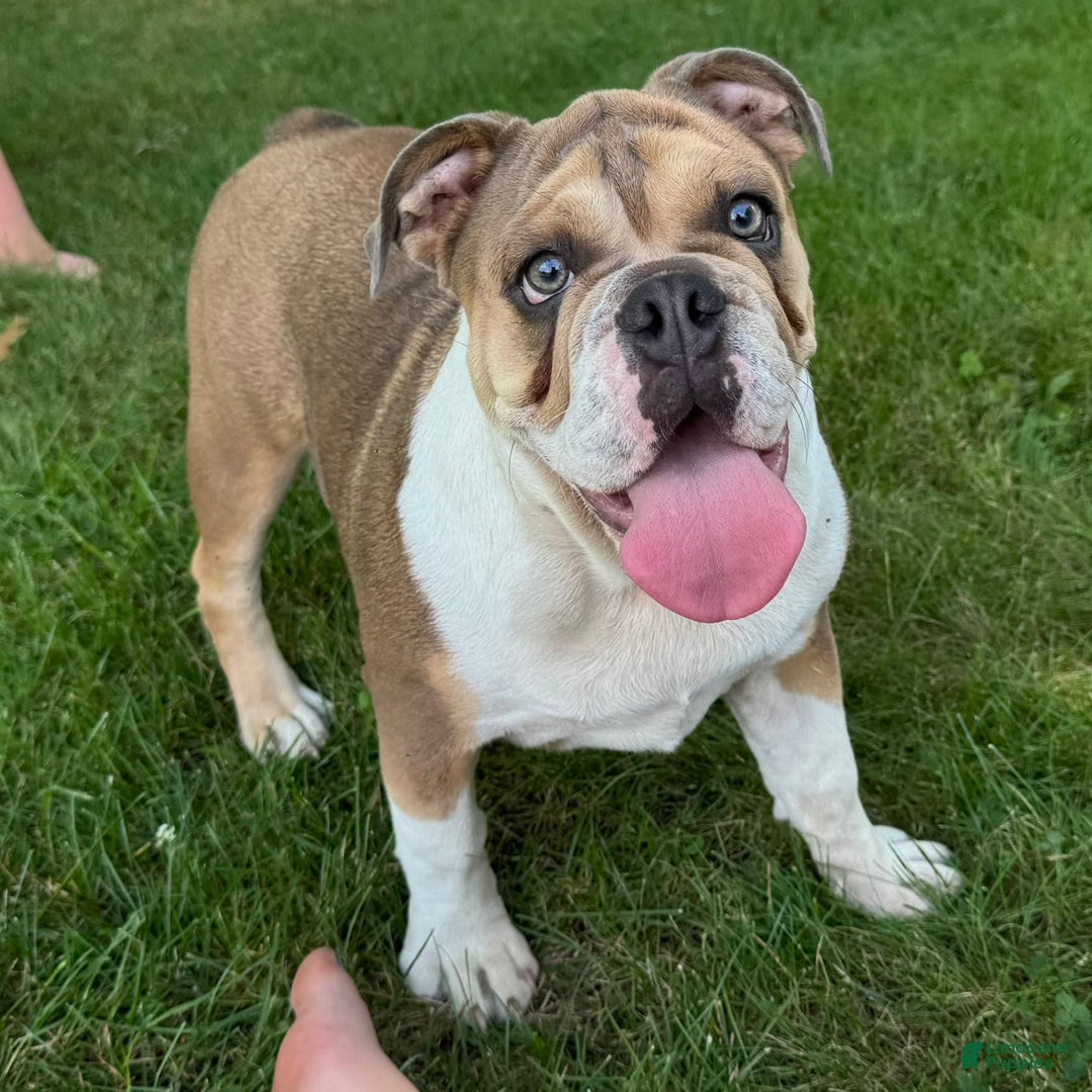 English Bulldog dogs for sale: Cathy - Image 1