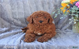 Mini Goldendoodle dogs for sale: Ursa - Image 2