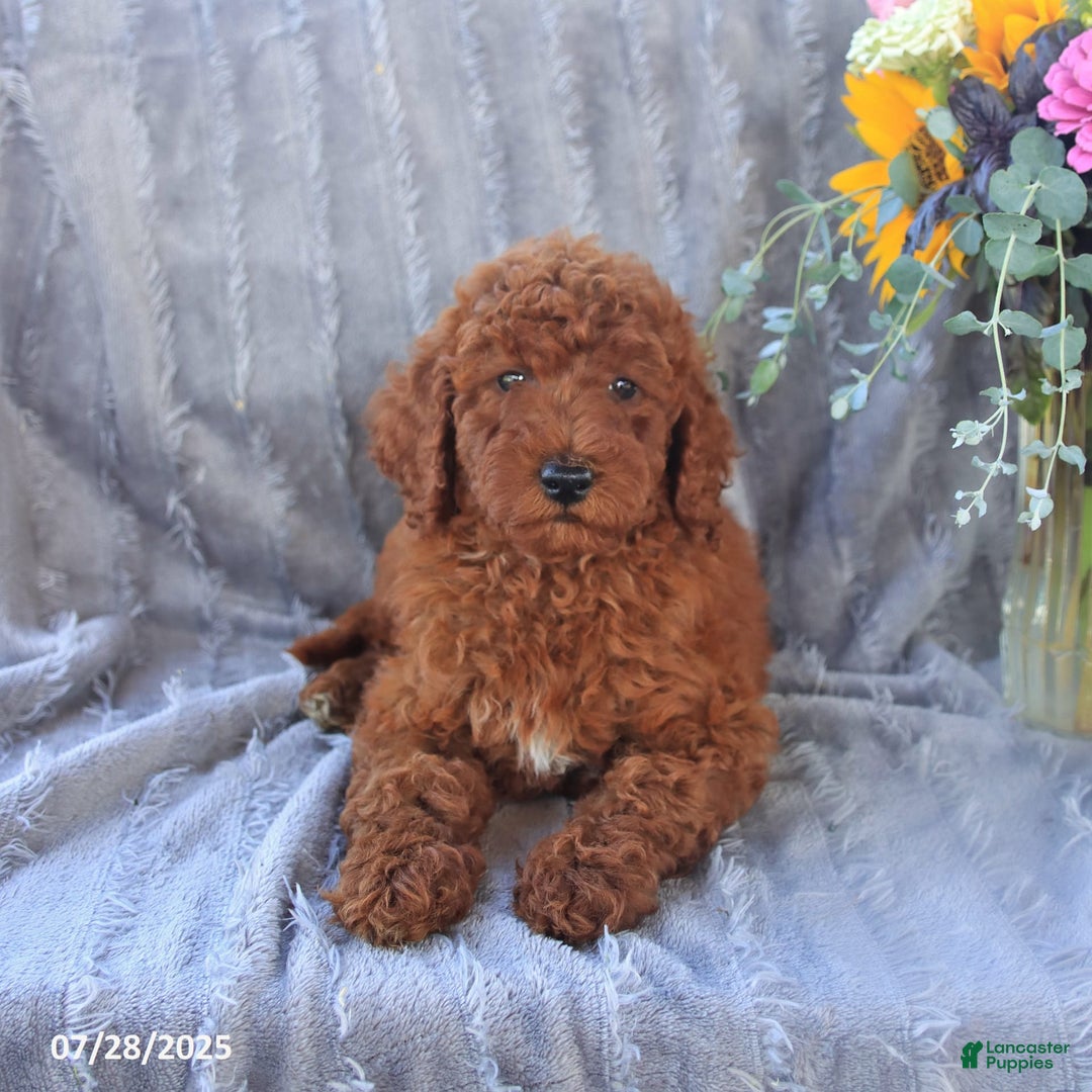 Mini Goldendoodle dogs for sale: Ursa - Image 2