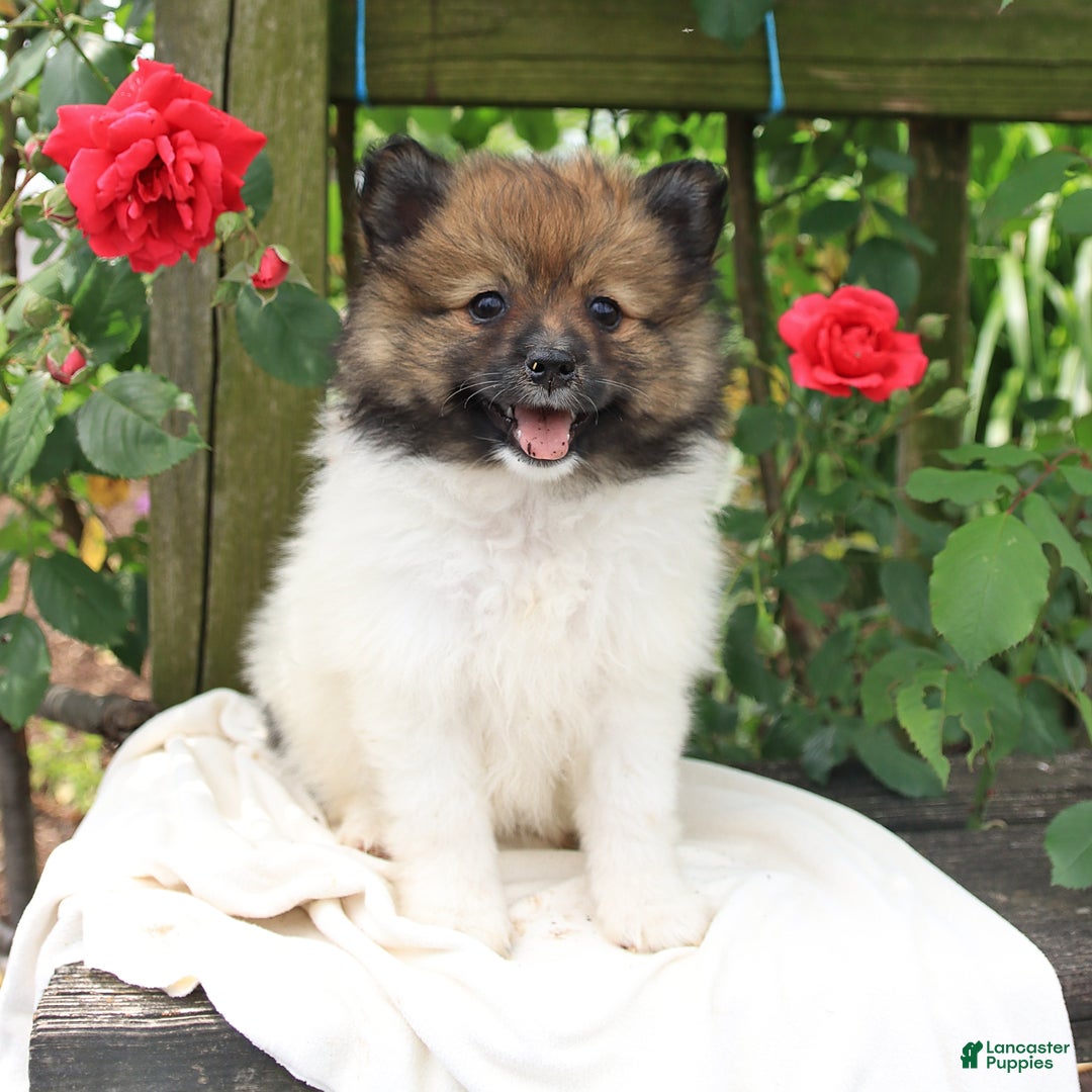 Pomeranian dogs for sale: Jimmy - Image 4